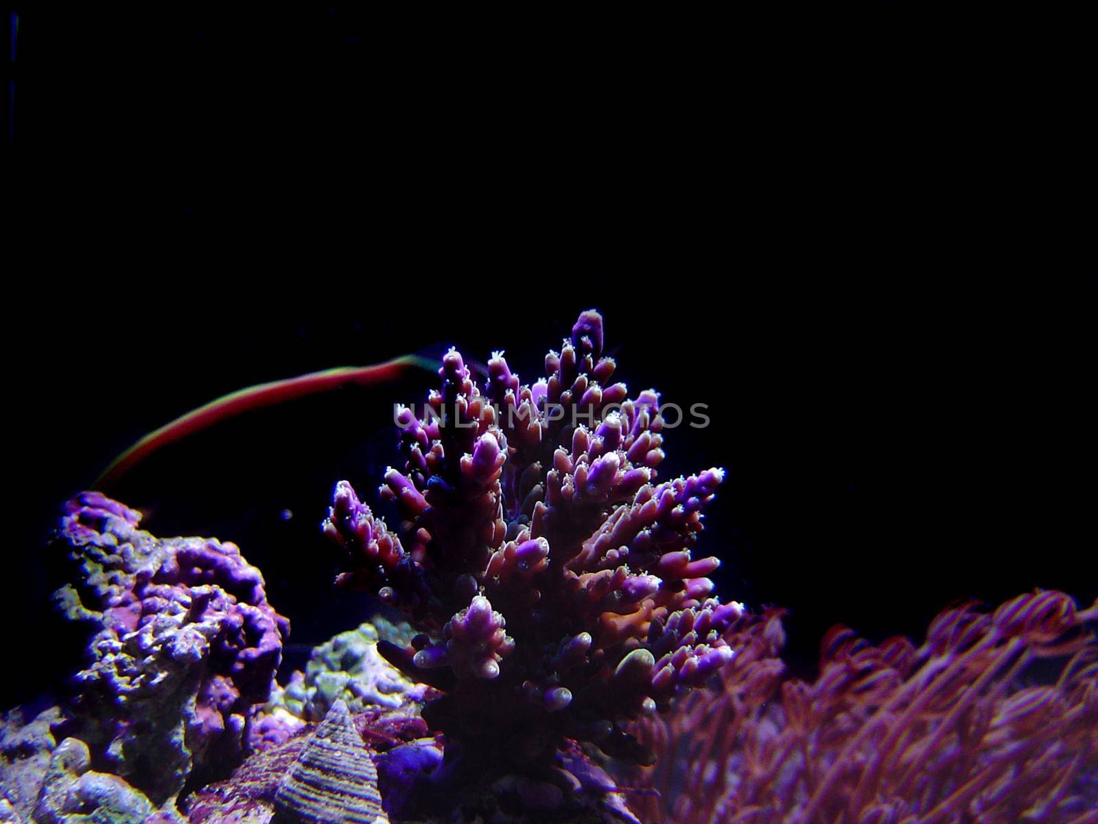 a selection of hard corals against a black background, staghorn and heteroxenia polyps