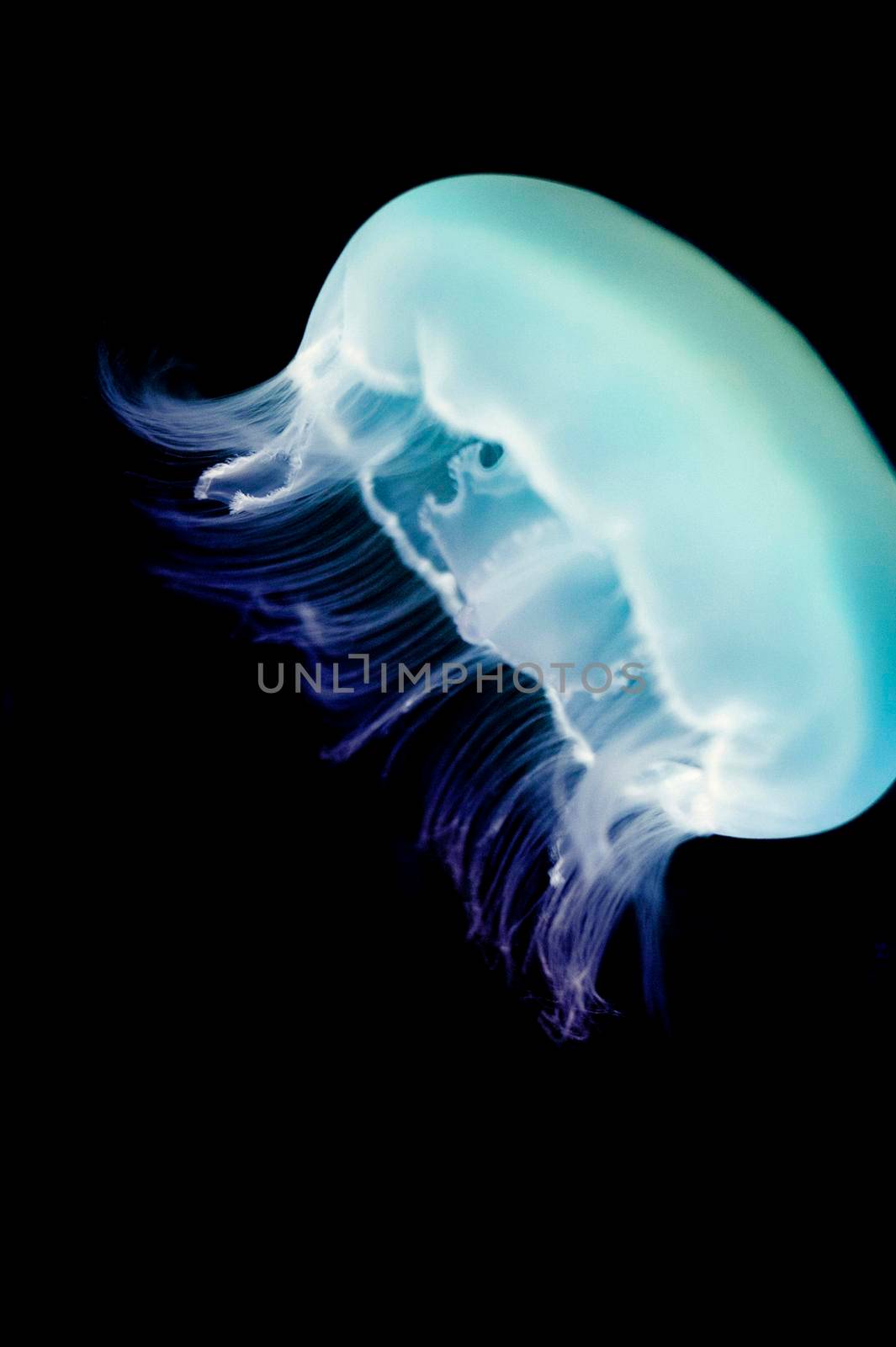 Closeup of a Moon jellyfish, or common jellyfish of the Aurelia species, swimming underwater in a marine aquarium with copyspace