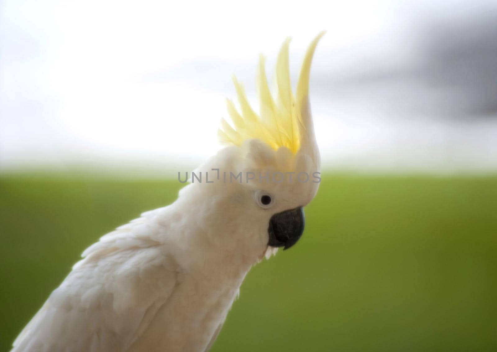 a sulphur crested cockatoo displaying its yellow crest