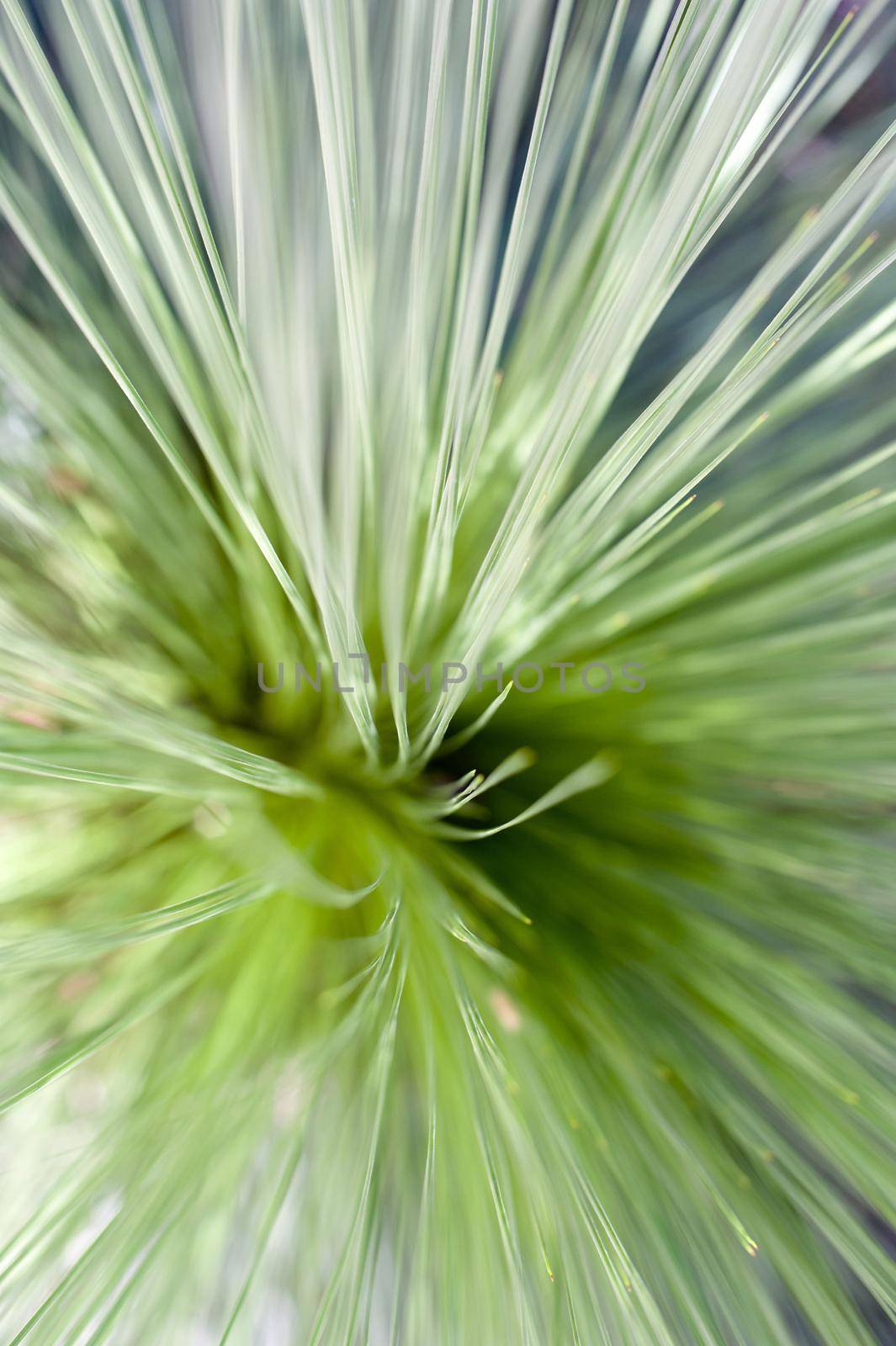 Fine leaf plant fronds viewed from above for full frame background with copy space