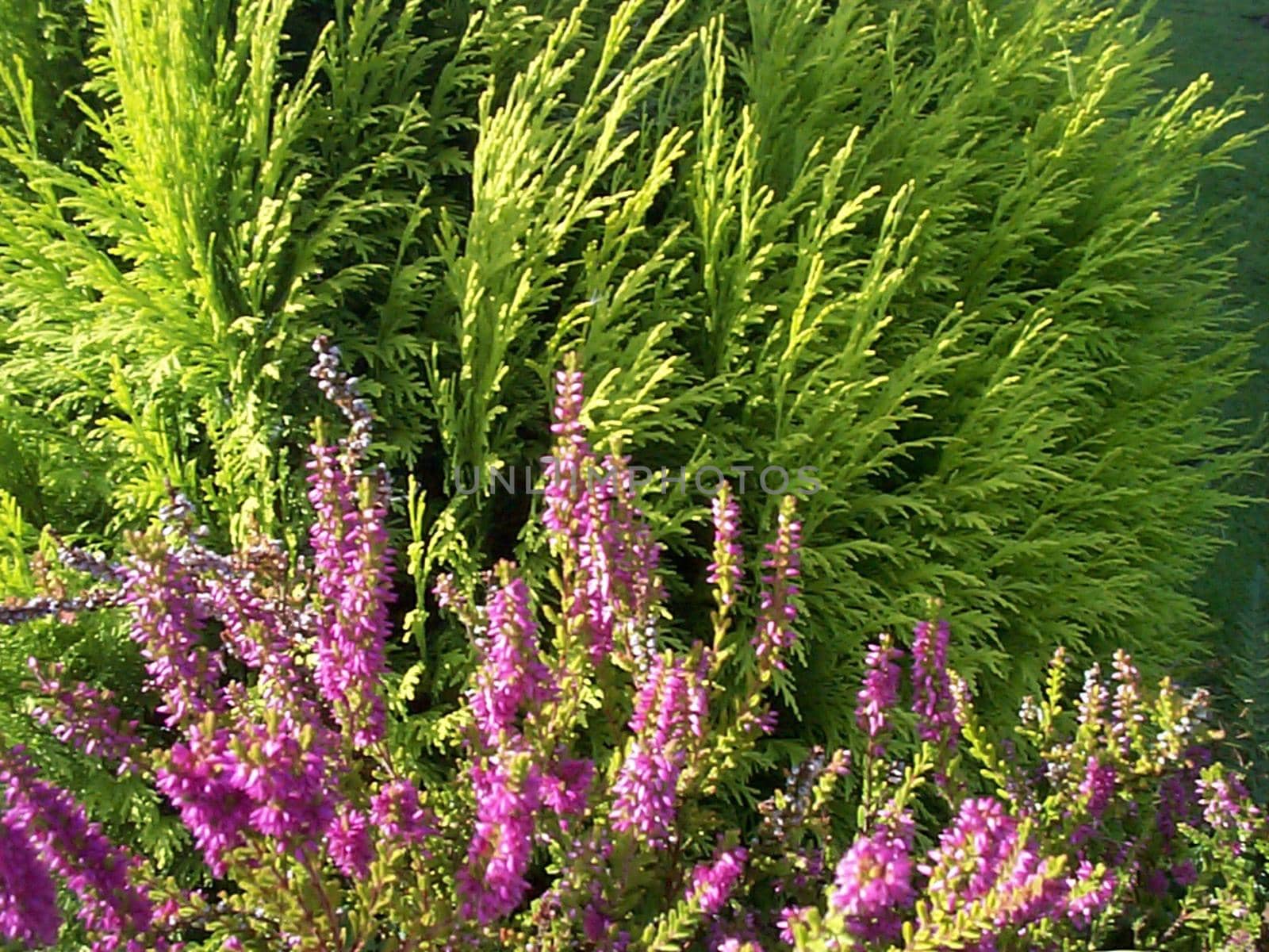Pretty purple heather growing at the foot of an evergreen cyprus or fir tree in a nature background image