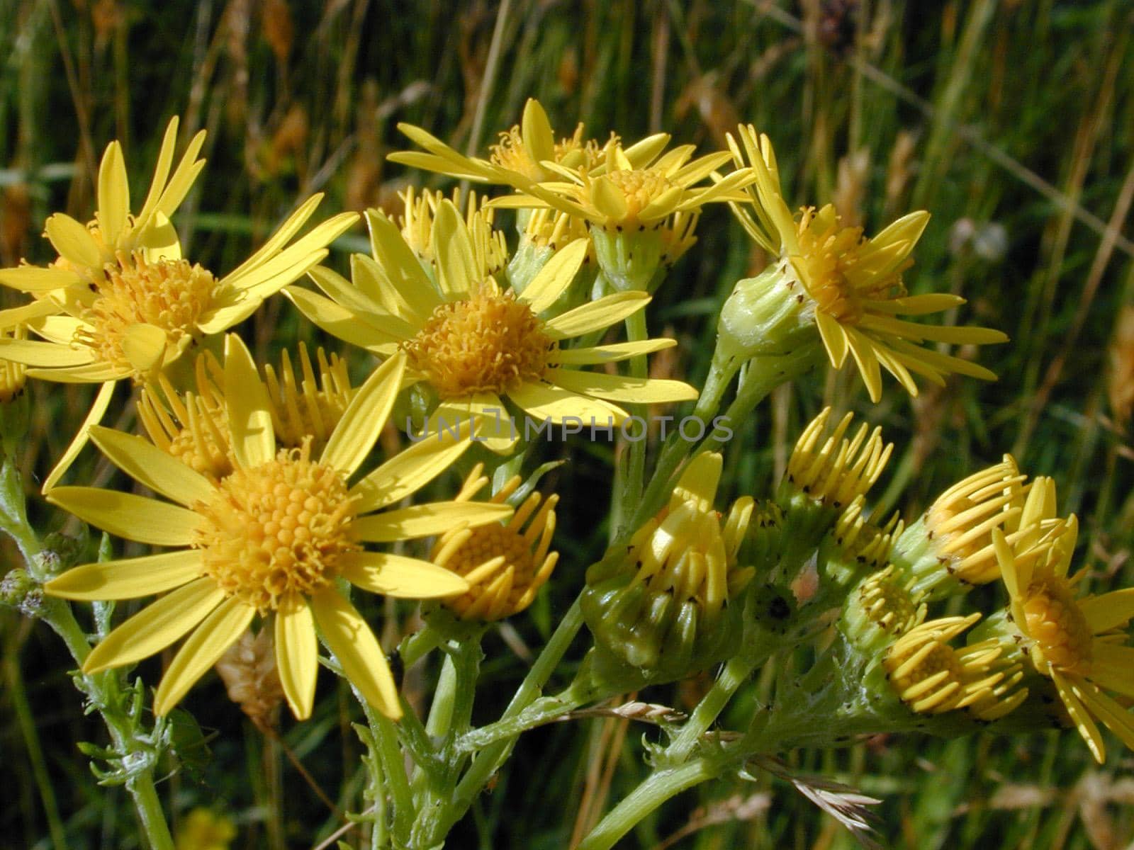 Nature Detail of Bright Yellow Wild Flowers Growing in Grassy Field on Sunny Day