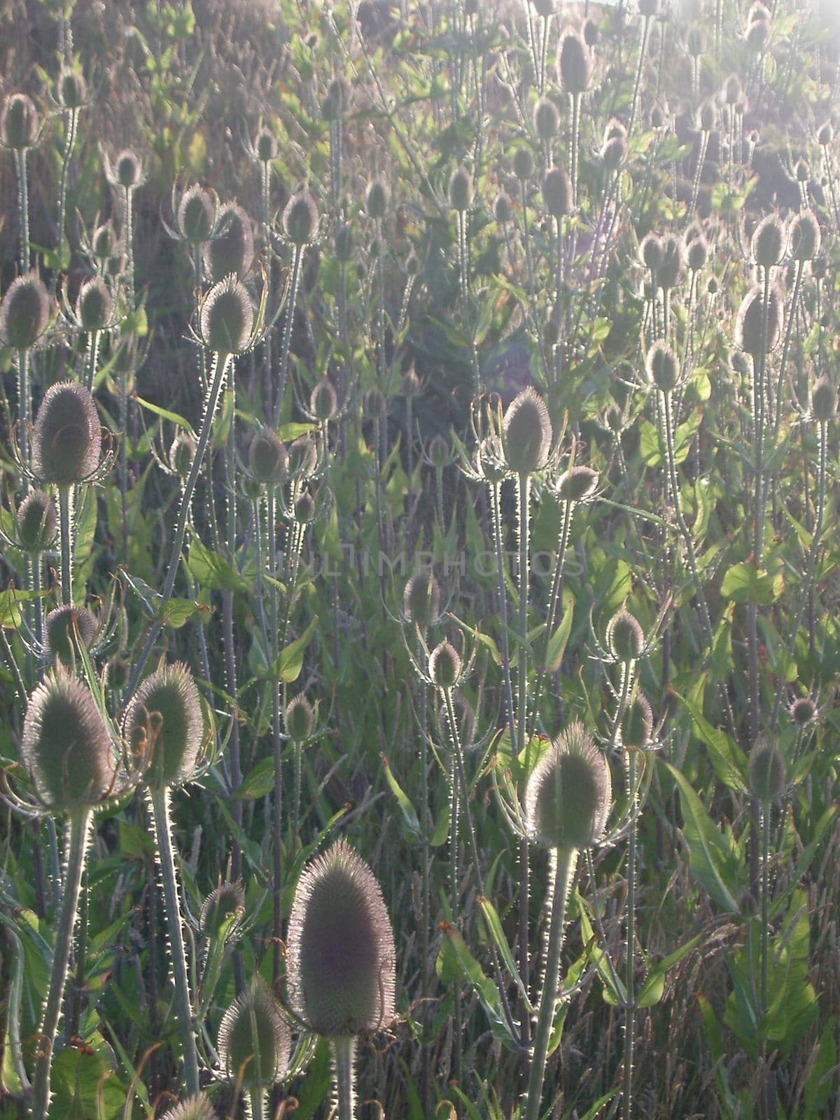 teasel seed heads in summer evening sunlight