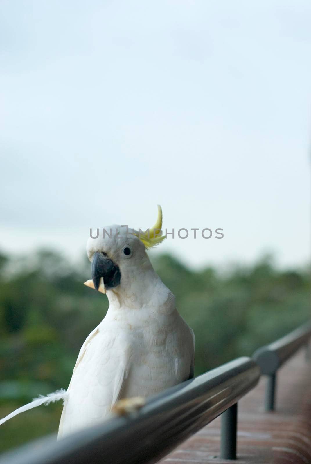 a sulphur crested cockatoo perched on a balcony ledge eating a cracker