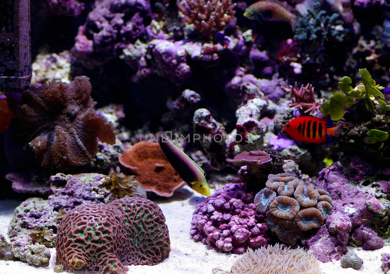 coral reef by sanisra
