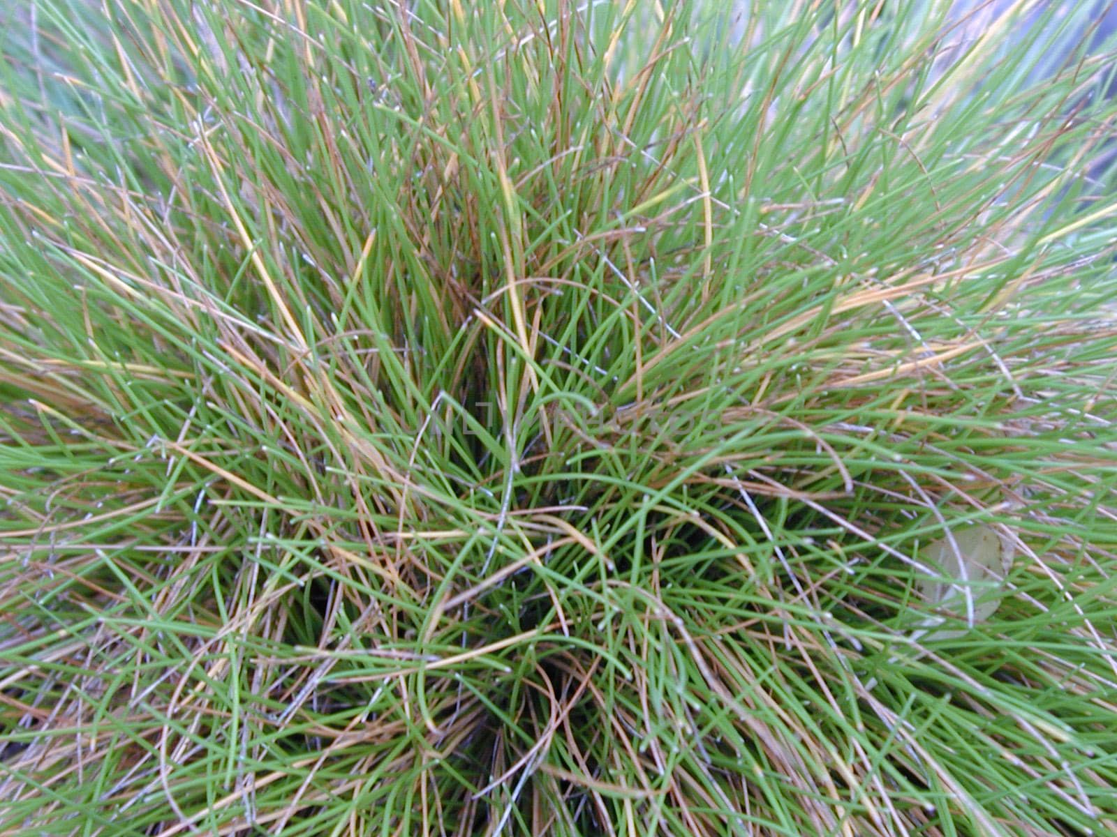 texture background with blades of grass bursting out from a central point