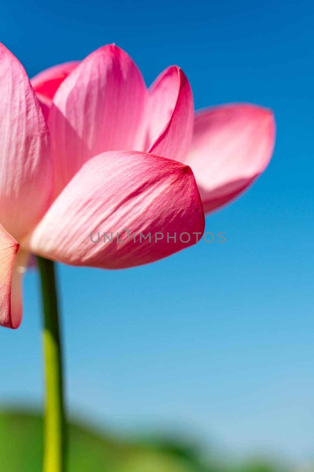 A pink lotus flower sways in the wind. Against the background of their green leaves. Lotus field on the lake in natural environment. by Matiunina