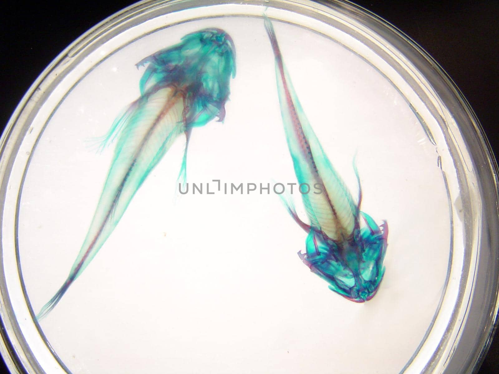 x-ray style image of fish bones