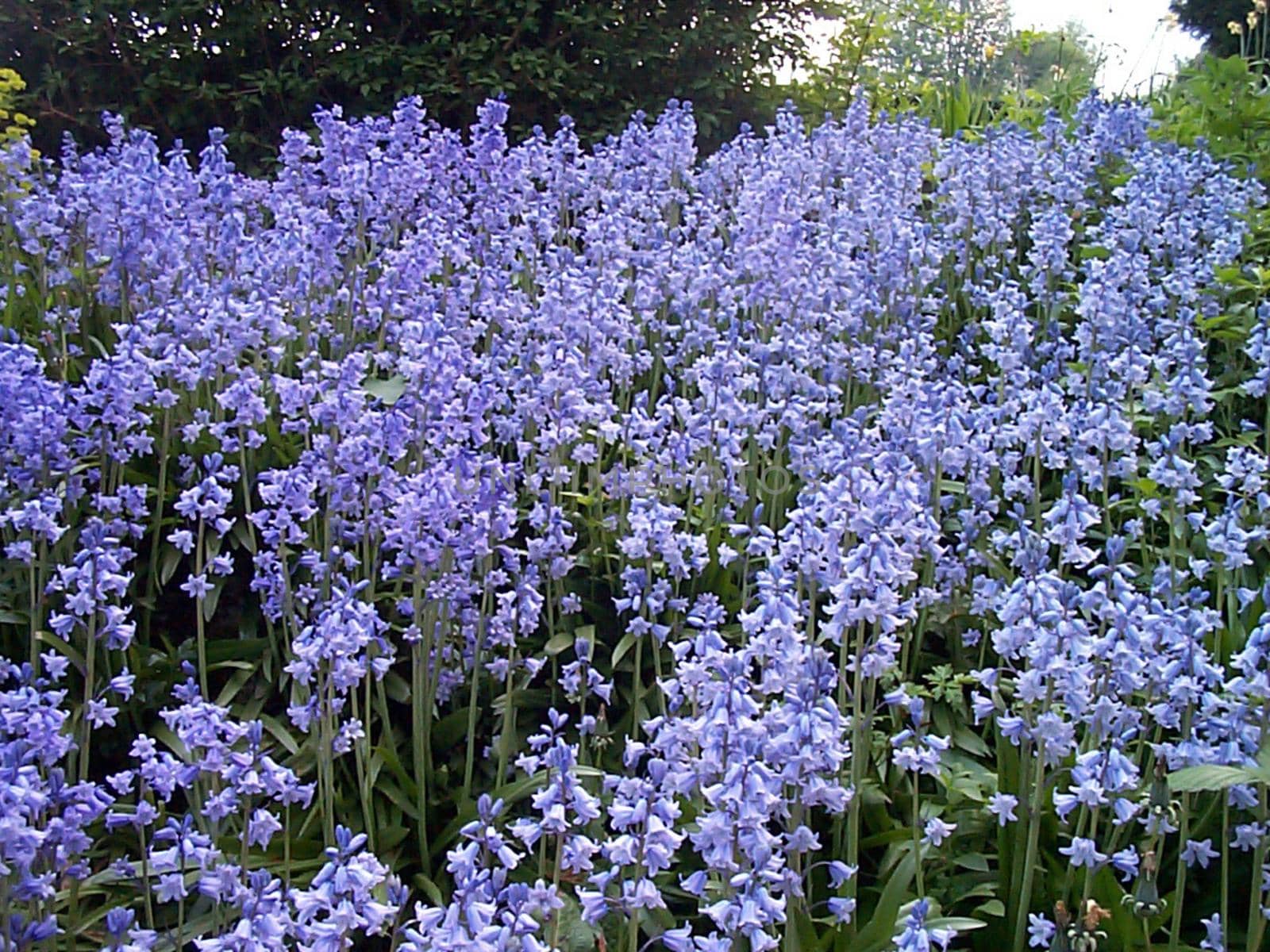 High angle view of dazzling bluebells (Hyacinthoides non-scripta) growing in a field