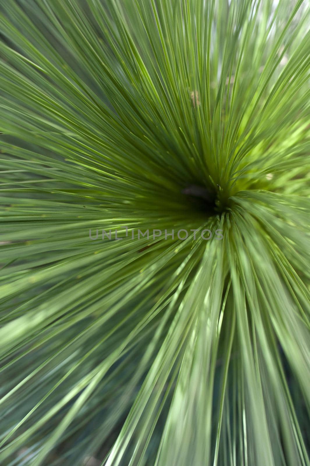 Close up overhead view of outdoor bundle of grass with sun shining above