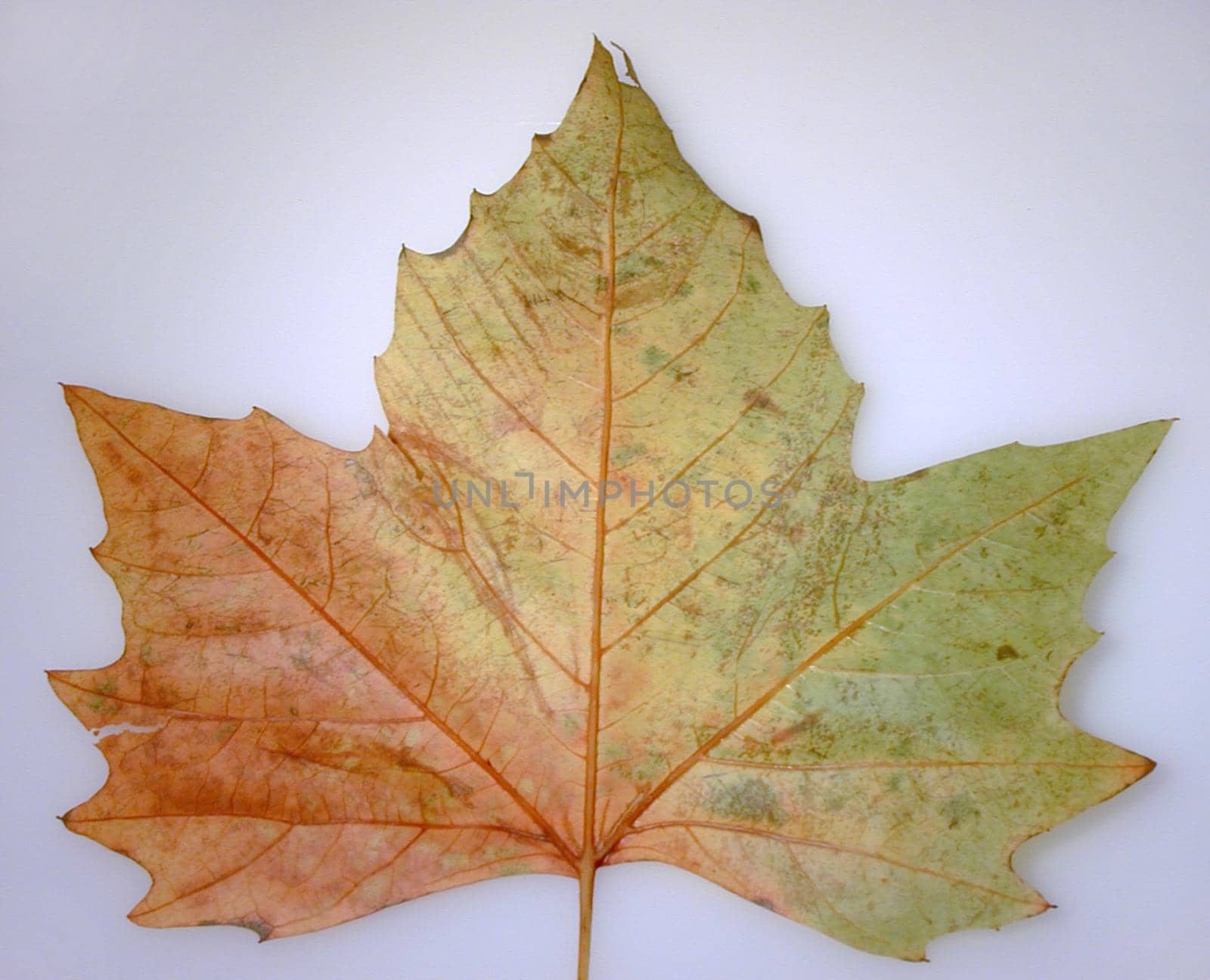 Tricolor maple leaf in shades of red, yellow and green changing color to mark the passing of summer into autumn or fall, on grey
