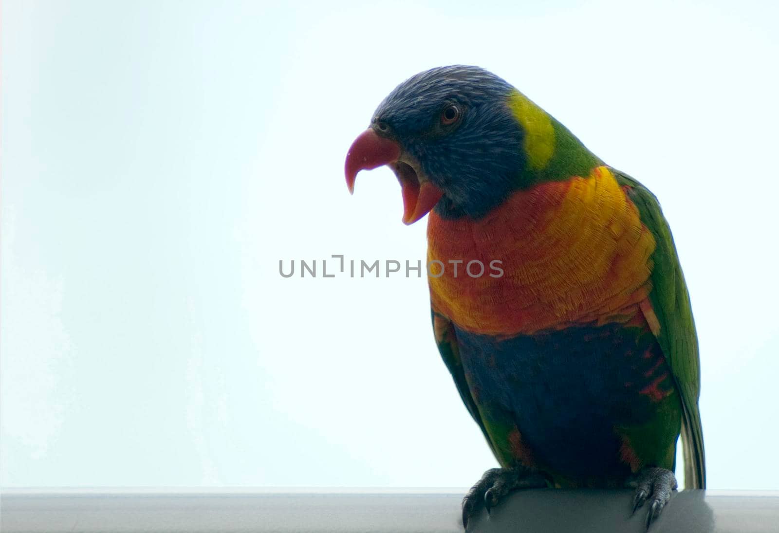 Colourful rainbow lorikeet, a small Australian parrot, sitting squawking on its perch with copyspace