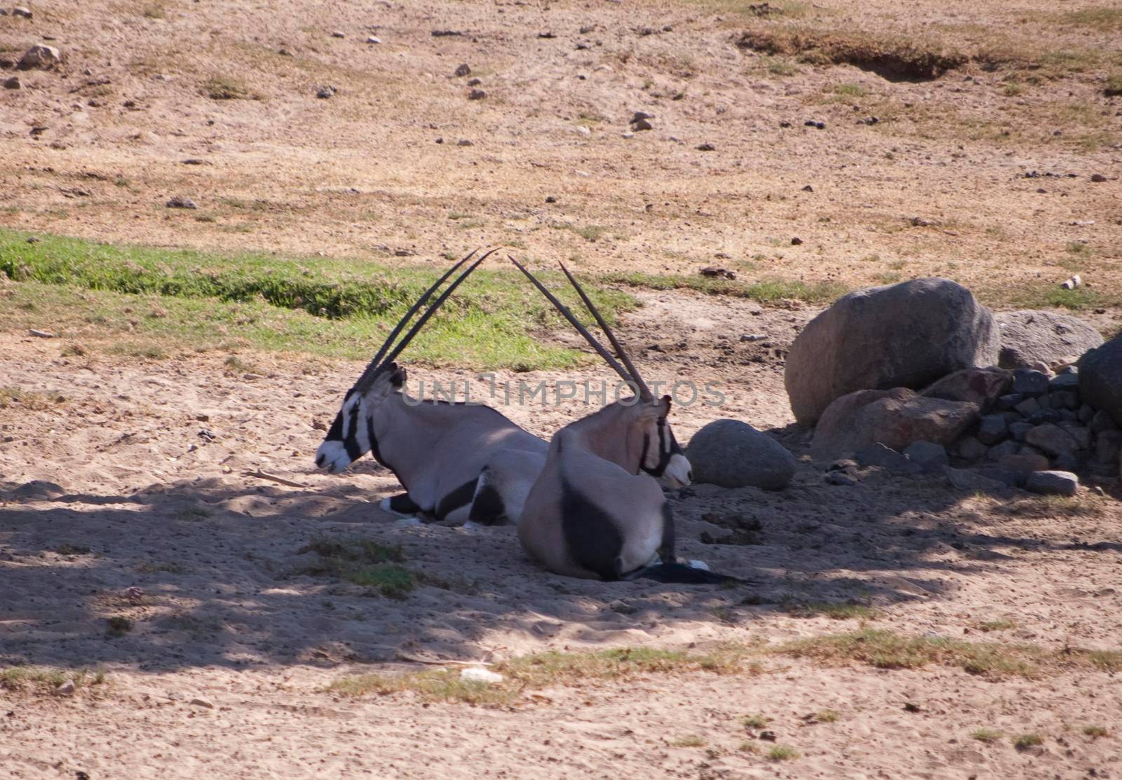 springbok resting under a tree in the midday sun