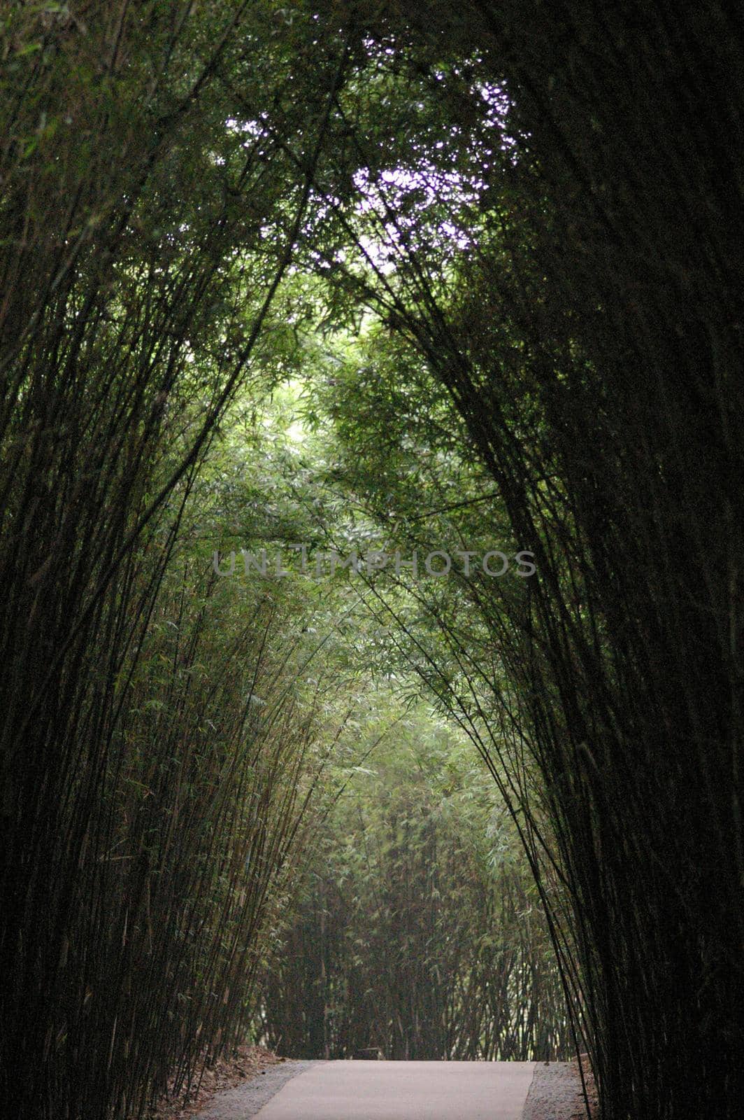 Bamboo arches as a tall plantation of bamboo arch over a forest walk under the green leaves, receding perspective
