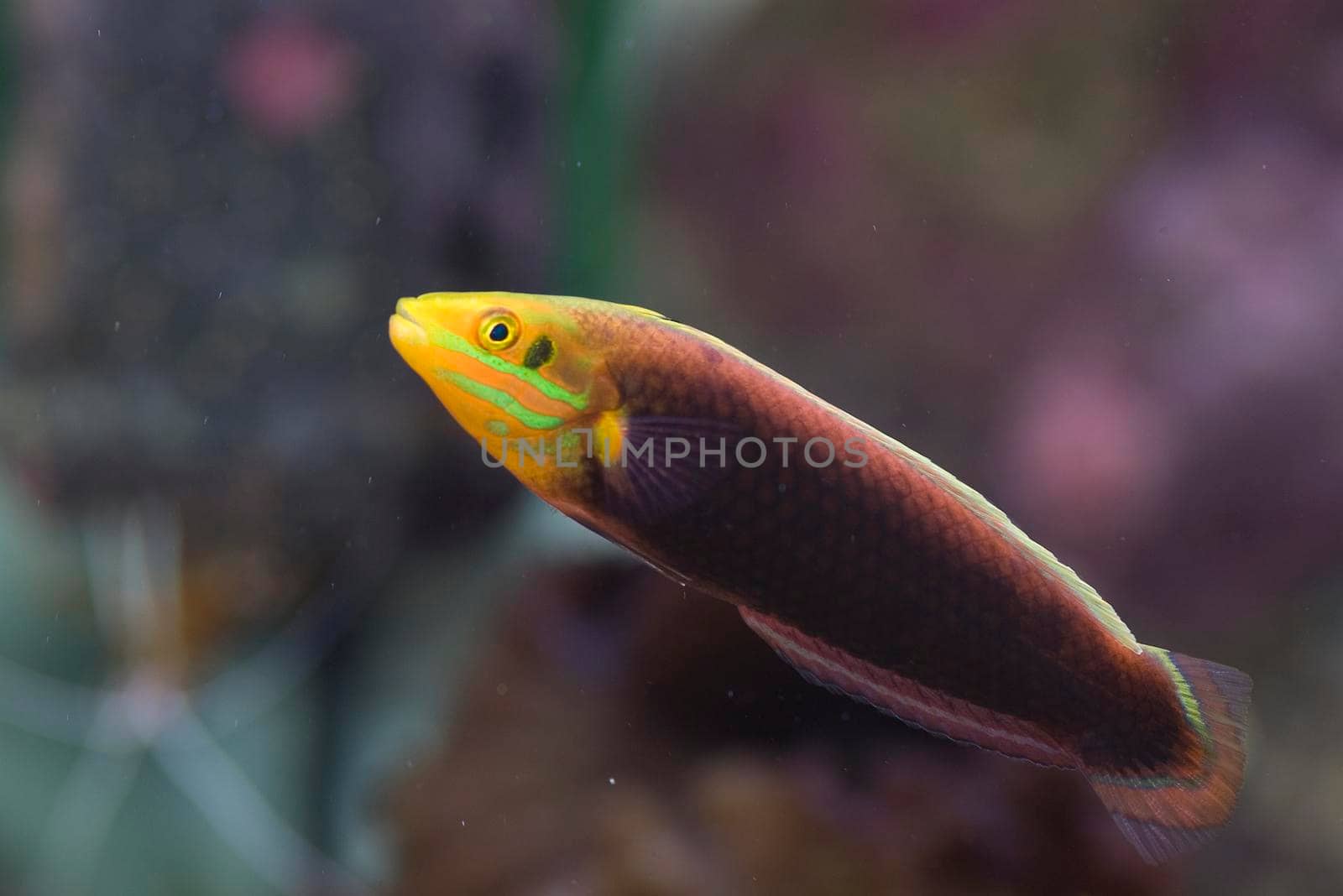 colourful saltwater tropical fish