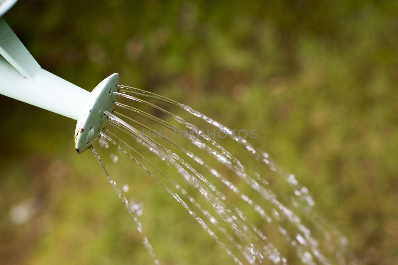 Watering plants in garden. Close-up view of trickles of water from vintage metal watering can