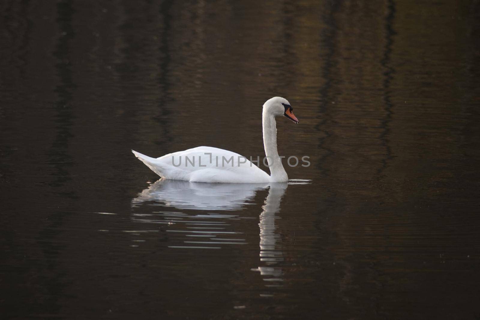 Beautiful white swan swimming on the dark waters of a lake with a reflection