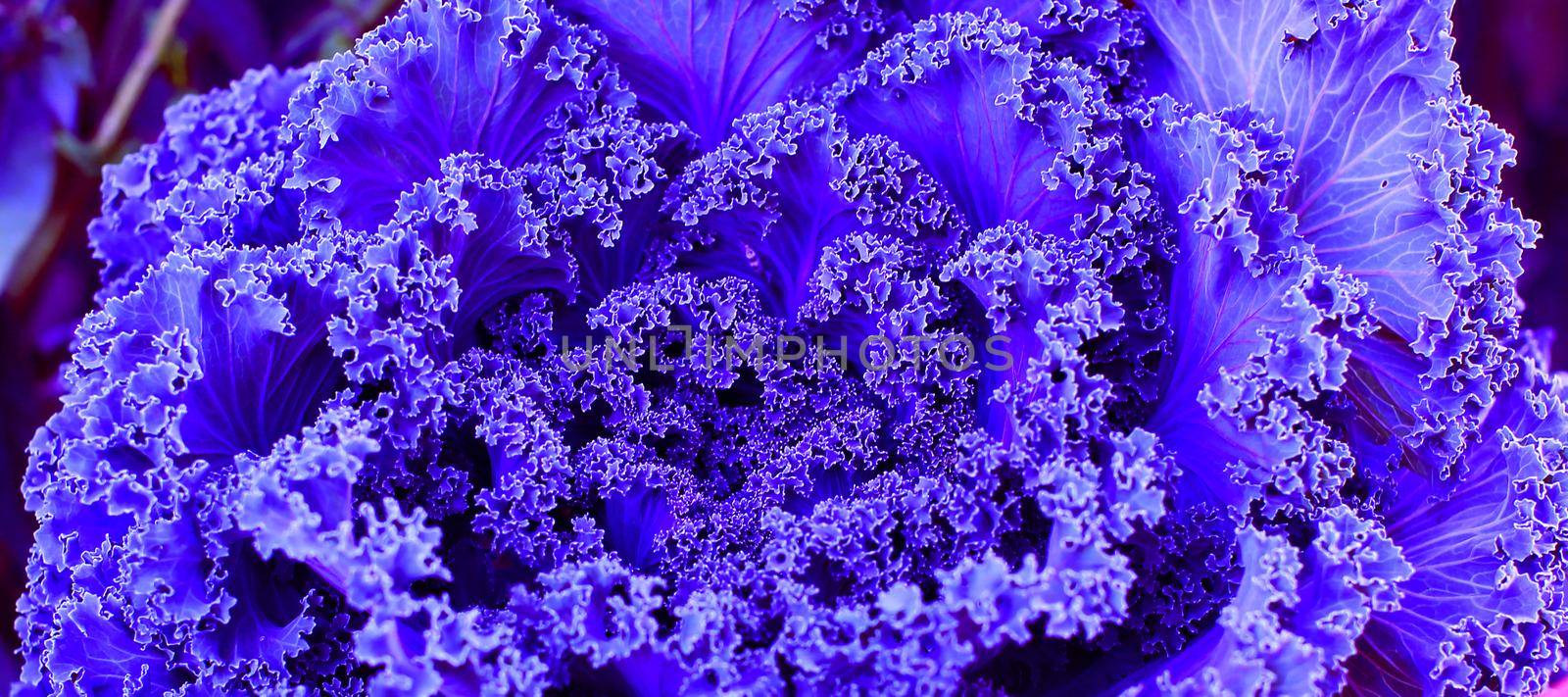 Beautiful  cabbage in blue color. Perfect background for your design