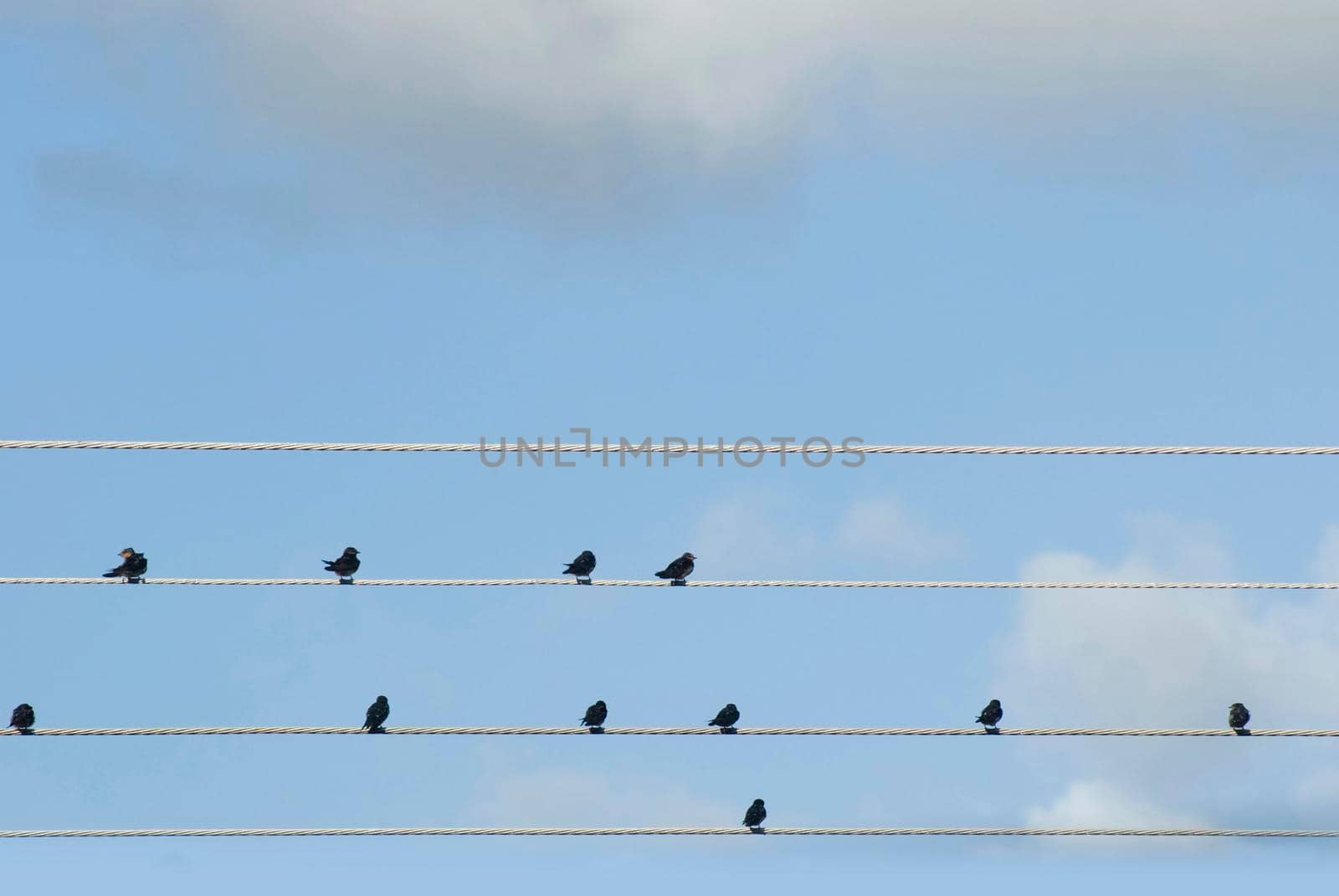Flock of birds perched on electric cables resting and grooming, seen in silhouette against a clear blue sky with copyspace
