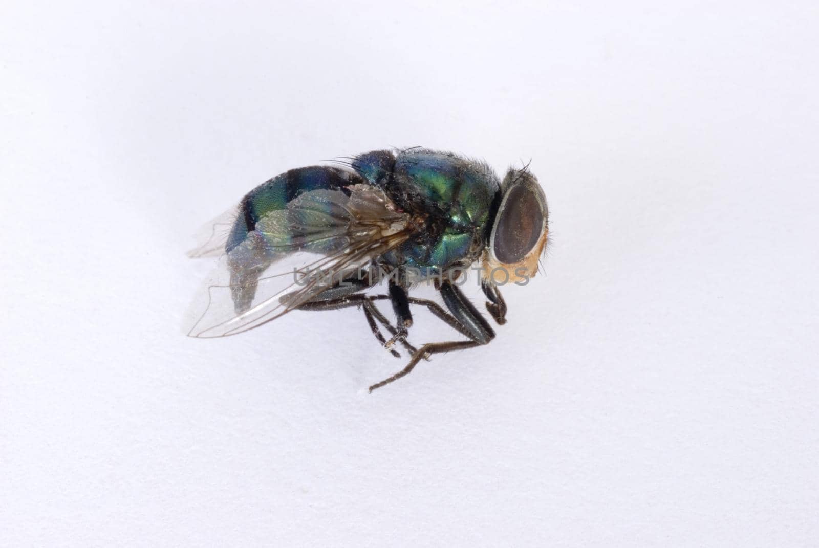 Closeup of a dead house fly in profile showing the compound eye on a white background