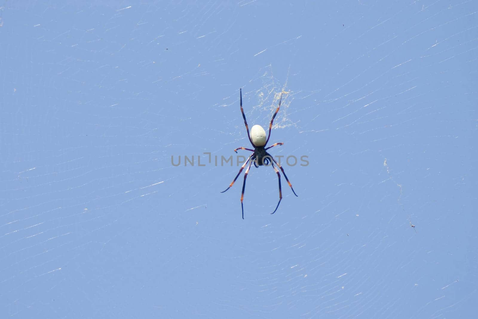 Spider suspended on the silken threads of its web waiting for prey against a clear blue sky