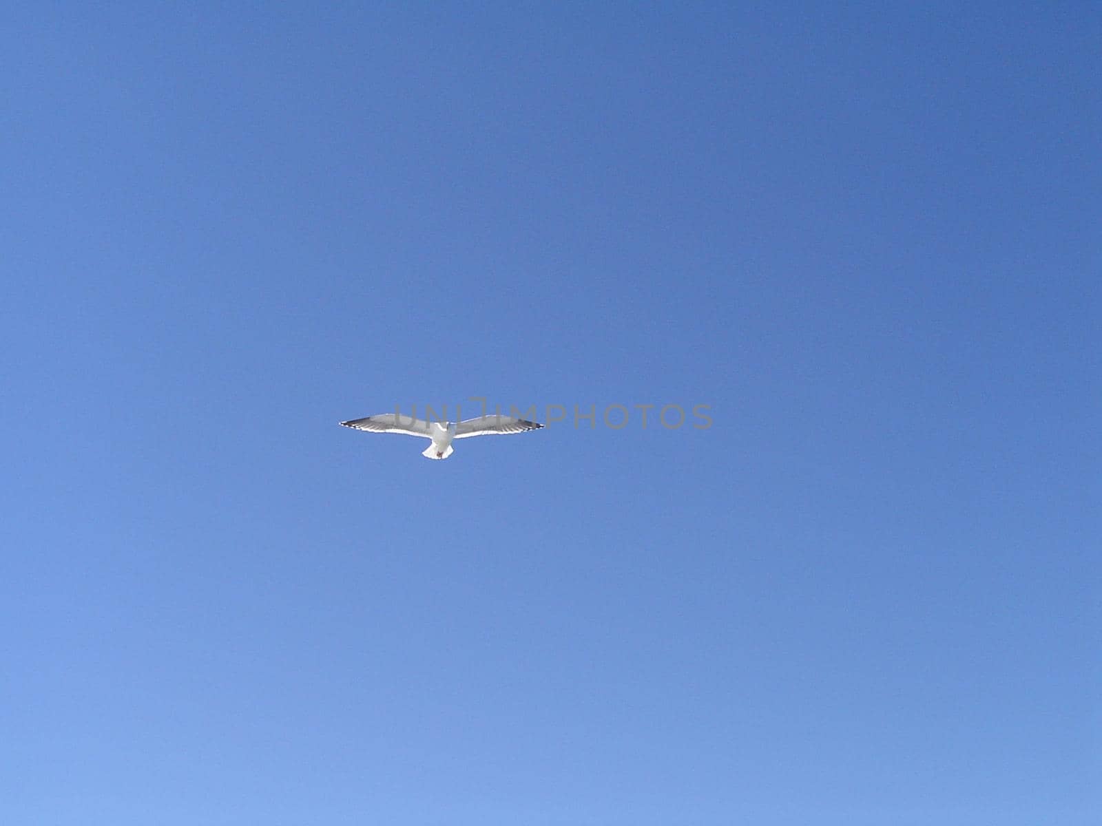blue sky and coastal birds