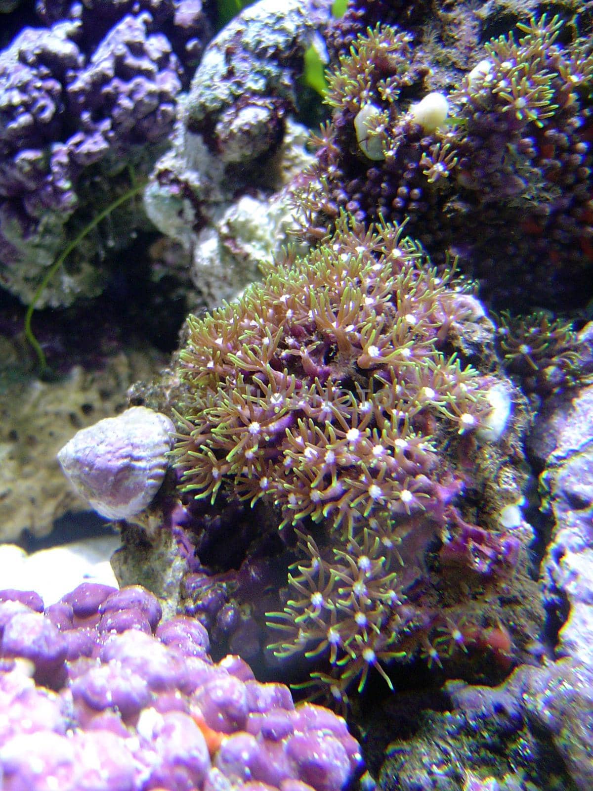 evergreen starburst soft coral polyps - briareidae