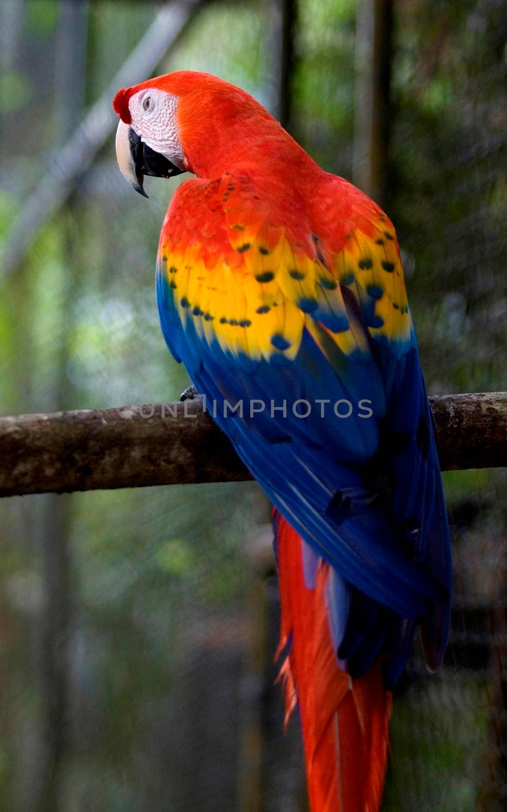 Avian Beauty, colourful plumage of a scarlet macaw seen in Belize