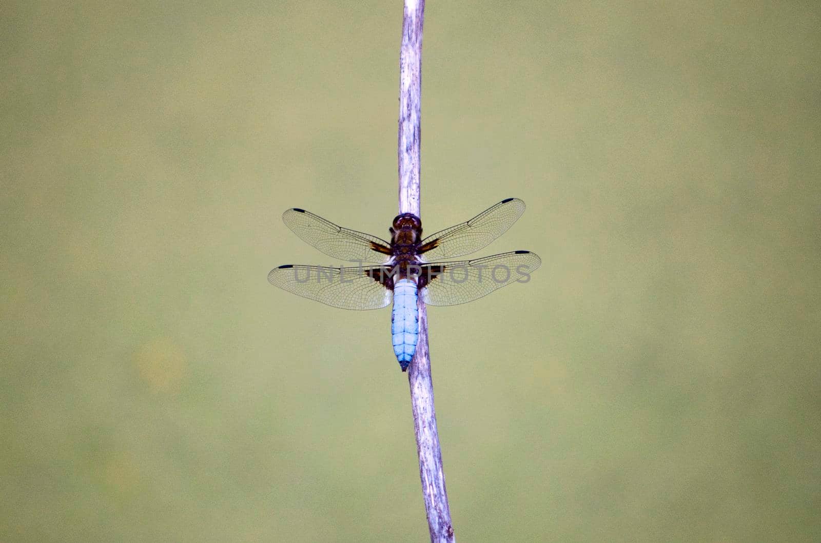 close up on the beautiful wing structure of a dragon fly