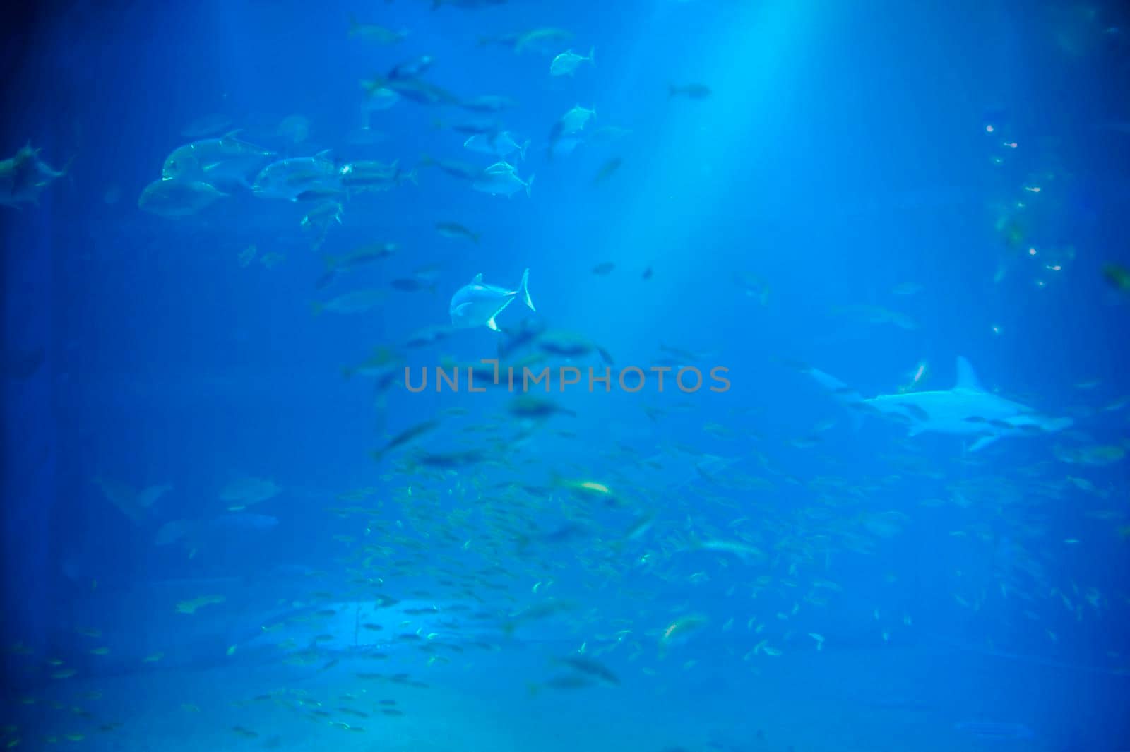 Trevally or jack fish swimming underwater in a large saltwater aquarium viewed through a public viewing window