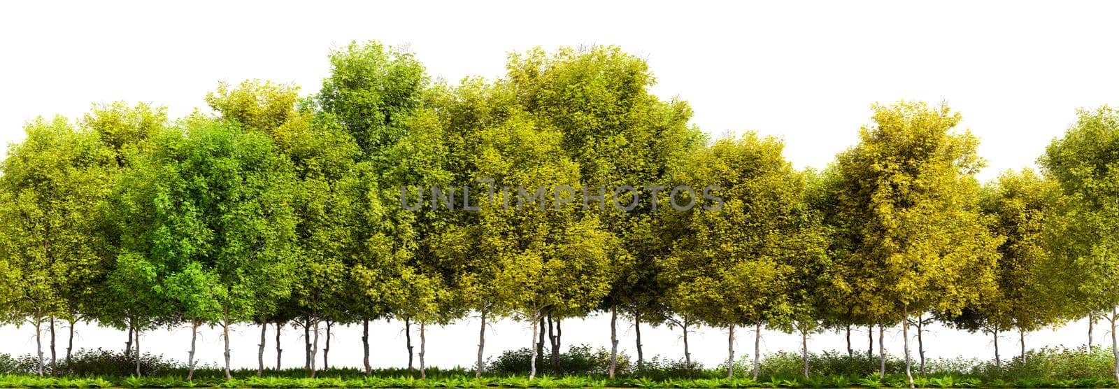 Row of trees isolated on white background. 3D rendering illustration.