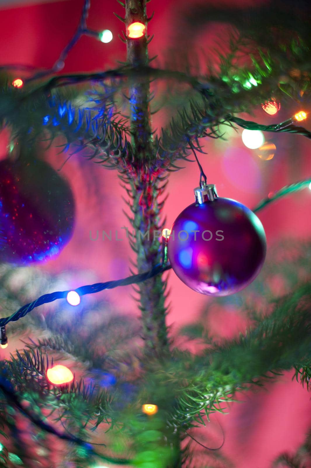 Festive purple bauble on a natural evergreen coniferous Christmas tree with twinkling colorful seasonal lights over a colorful pink background