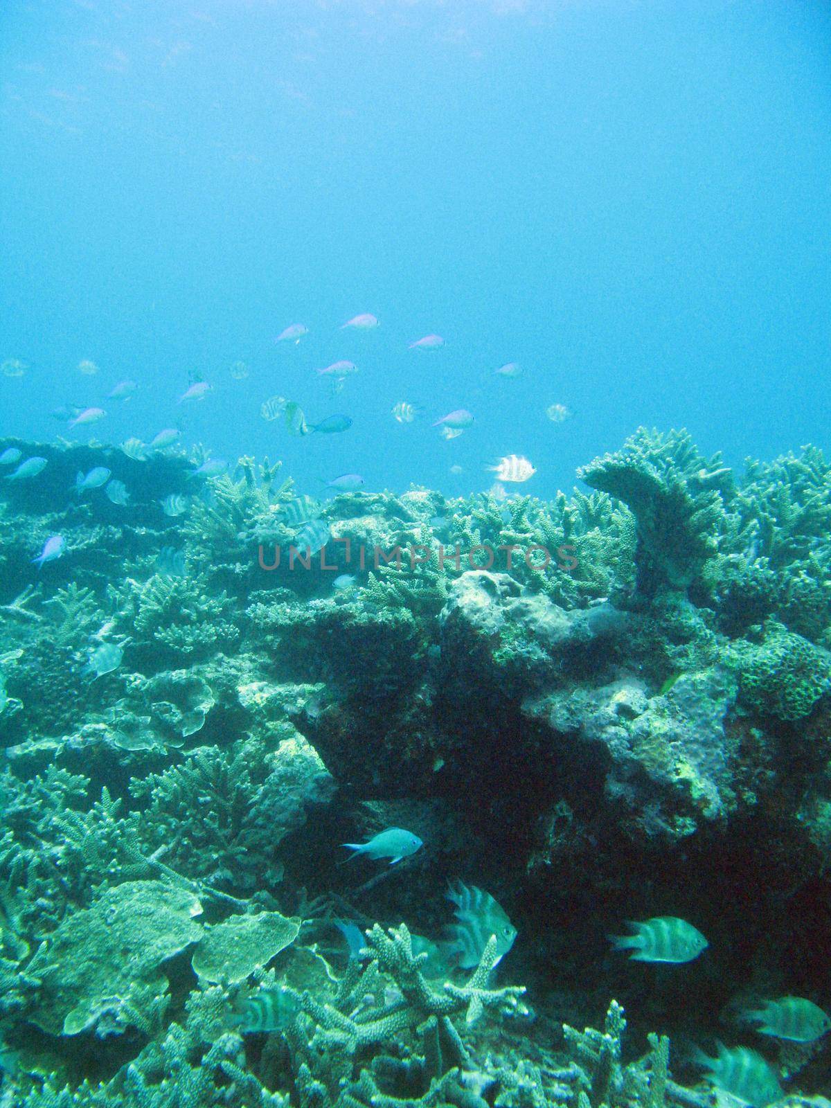 Coral reef and an assortment of reef fish