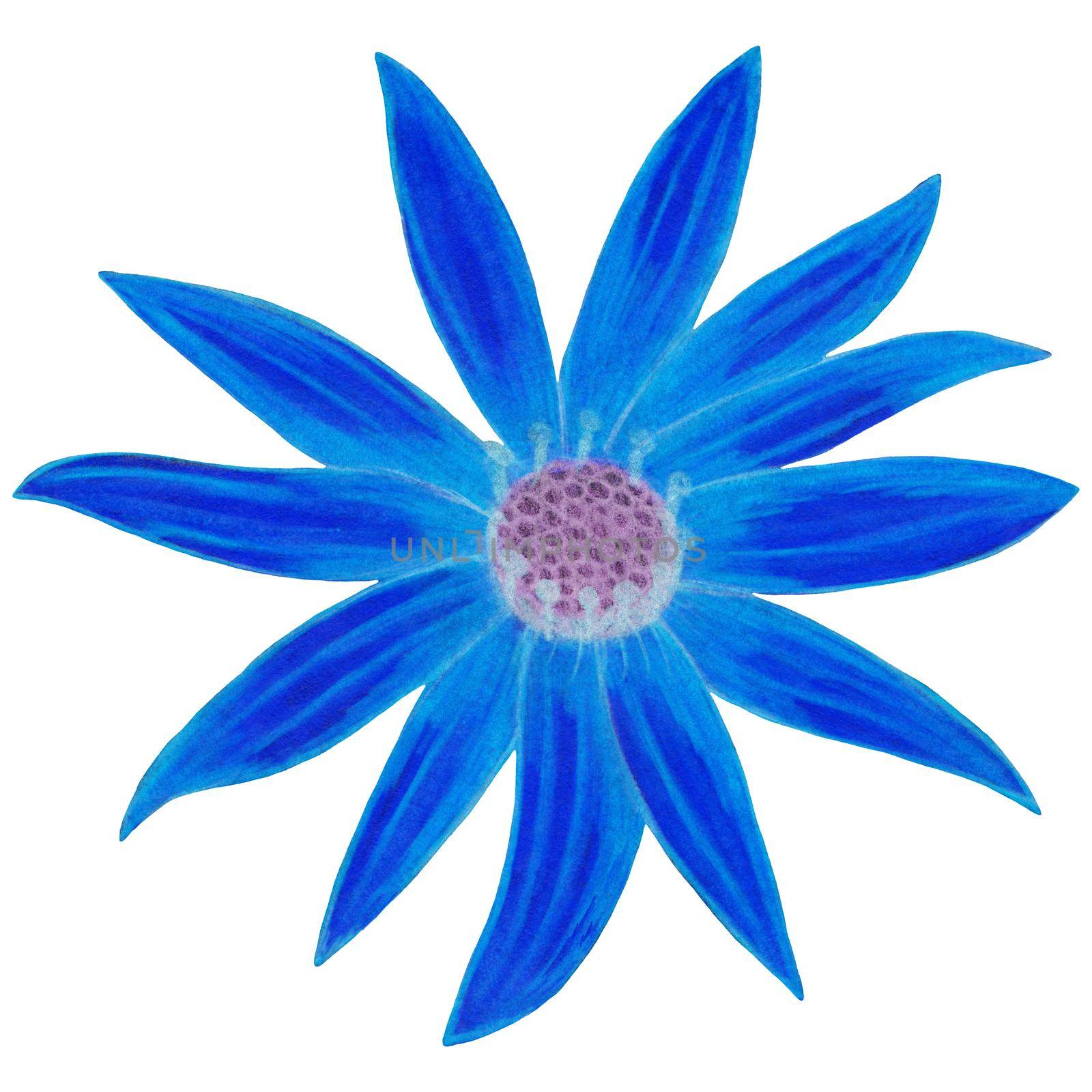 Blue Topinambur Isolated on White Background. Jerusalem Artichoke Flower Element Drawn by Colored Pencil.