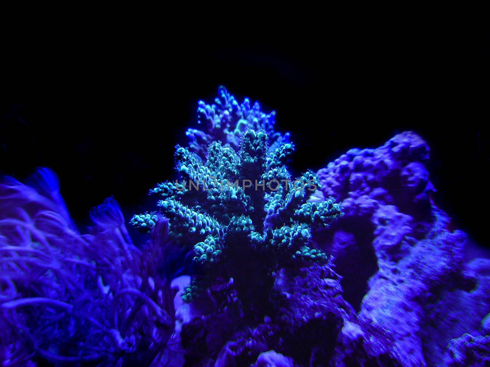 a selection of hard corals against a black background, staghorn and heteroxenia polyps
