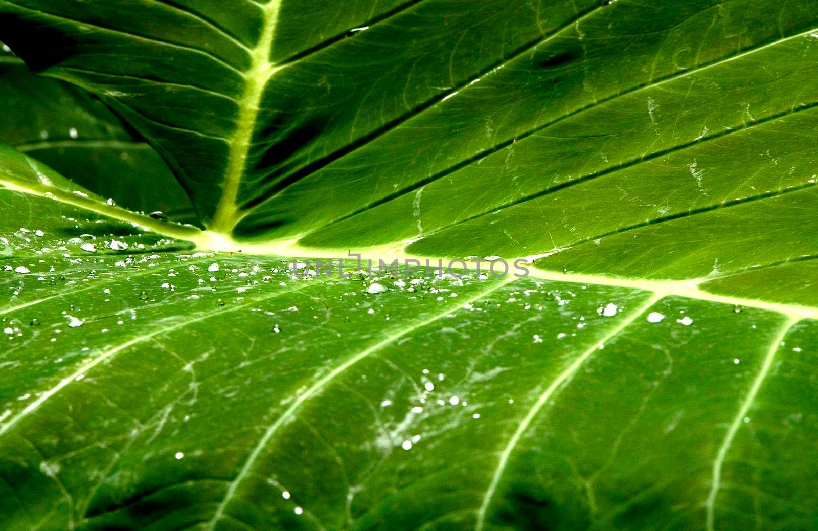 water drops on a large palm leaf, mexico