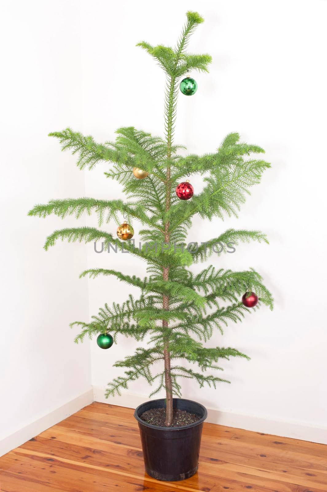 Potted natural evergreen pine Christmas tree with its dainty branches hung with colourful baubles in a simple celebration of Christmas