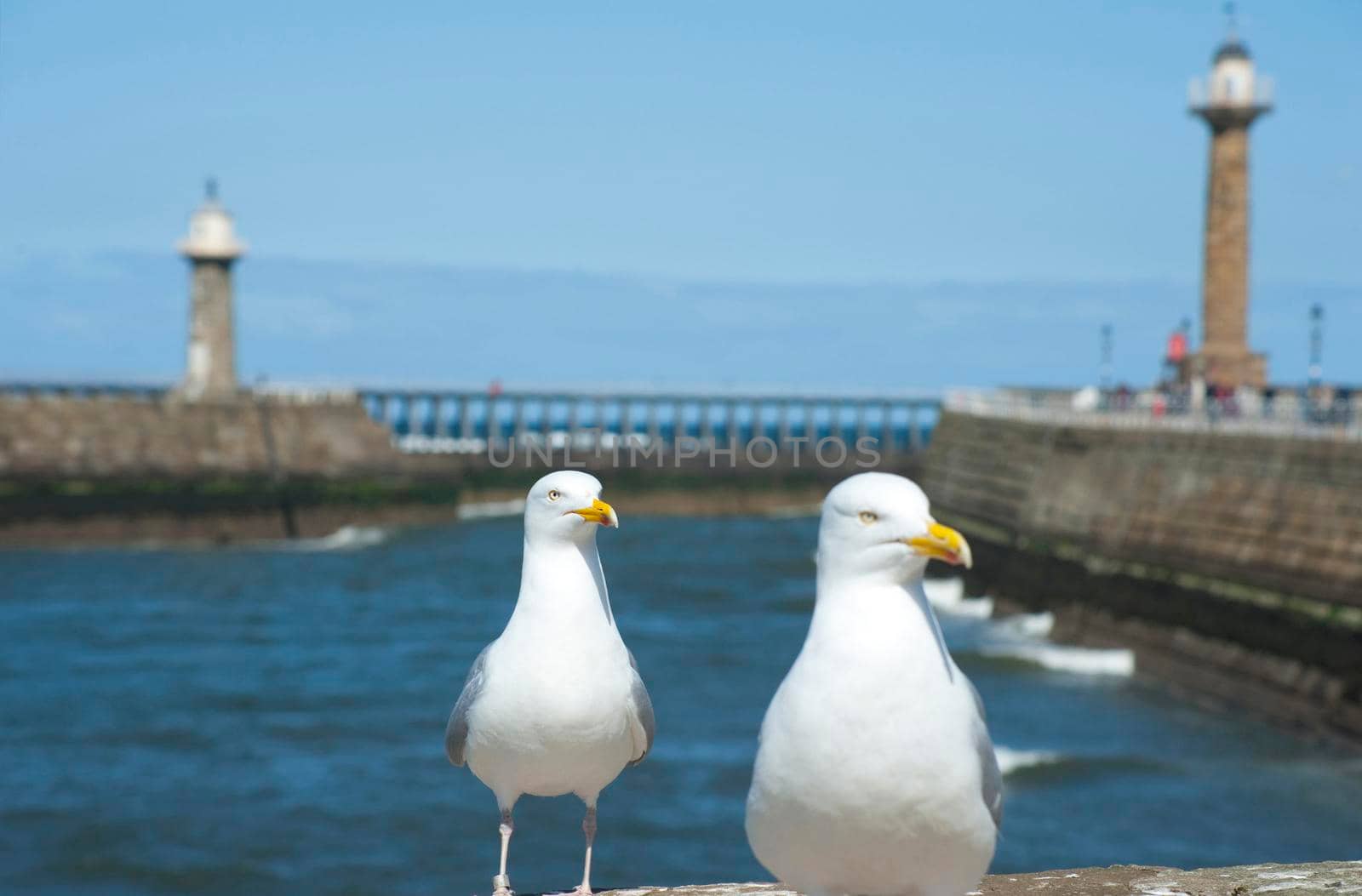 Two inquisitive seagulls at Whitby harbour approach the camera for a better look with the stone piers and lighthouse in the background