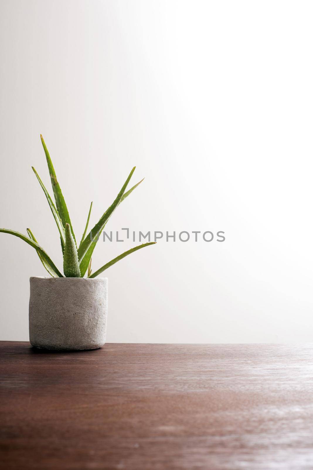 Potted aloe vera plant indoors on a wooden table with copy space viewed low angle against a white wall