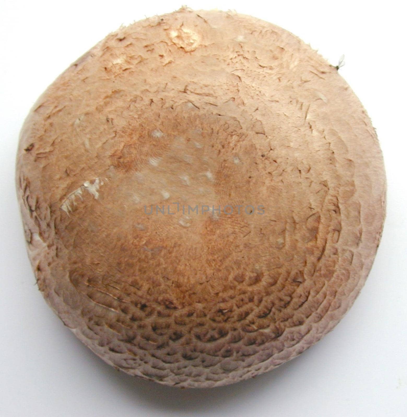 Overhead view of the cap of a fresh Portobello mushroom used as a savory aromatic cooking ingredient and popular in vegan and vegetarian cuisine