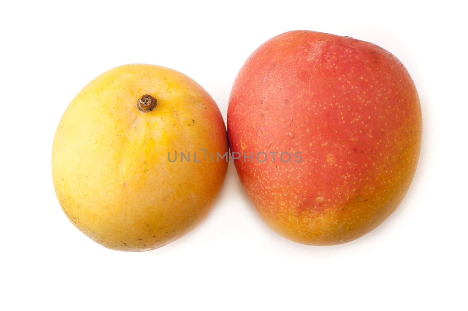 Two whole fresh ripe tropical mangoes for a delicious sweet dessert or snack on a white background