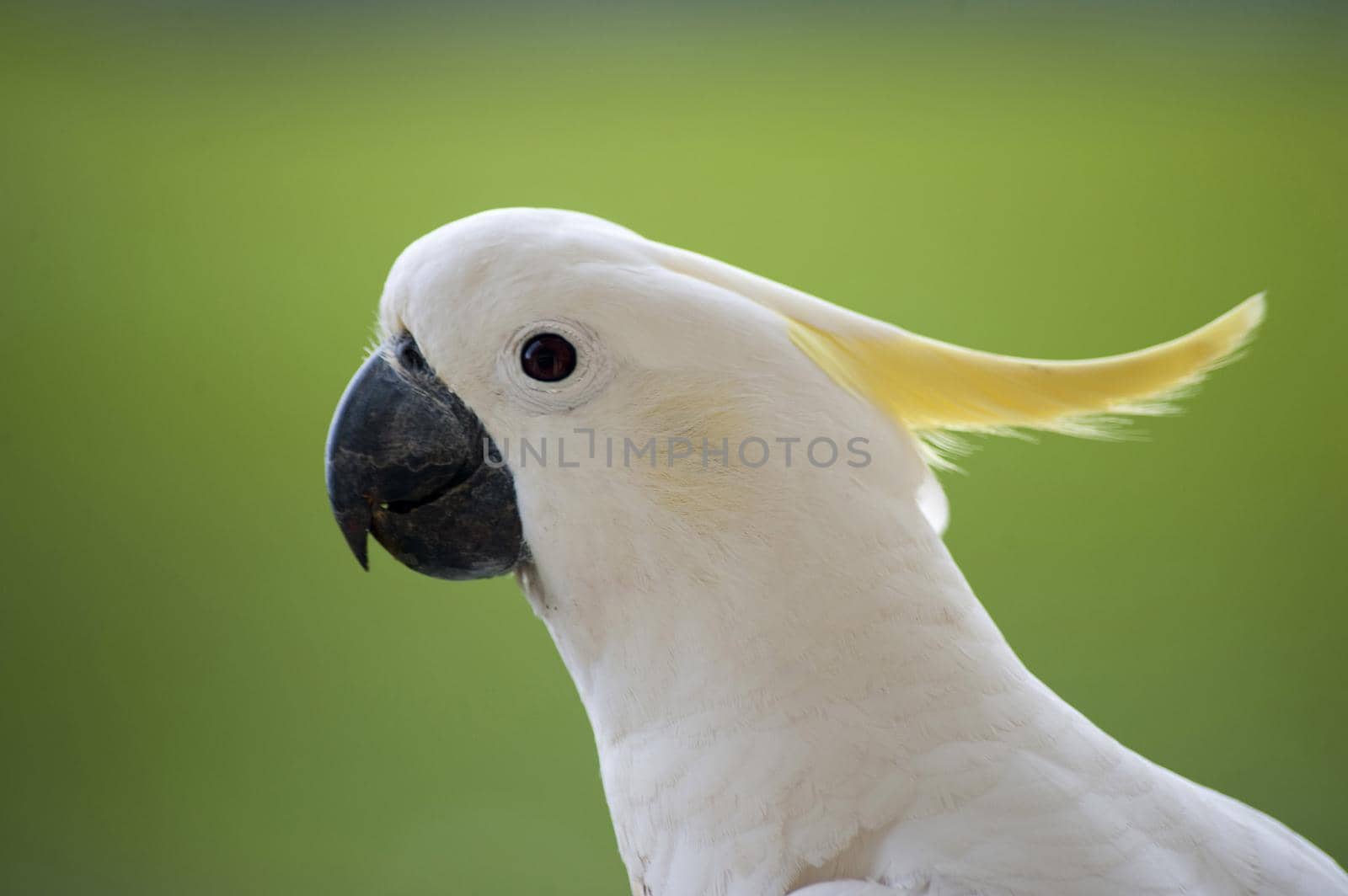 a sulphur crested cockatoo in profile - Cacatua galerita
