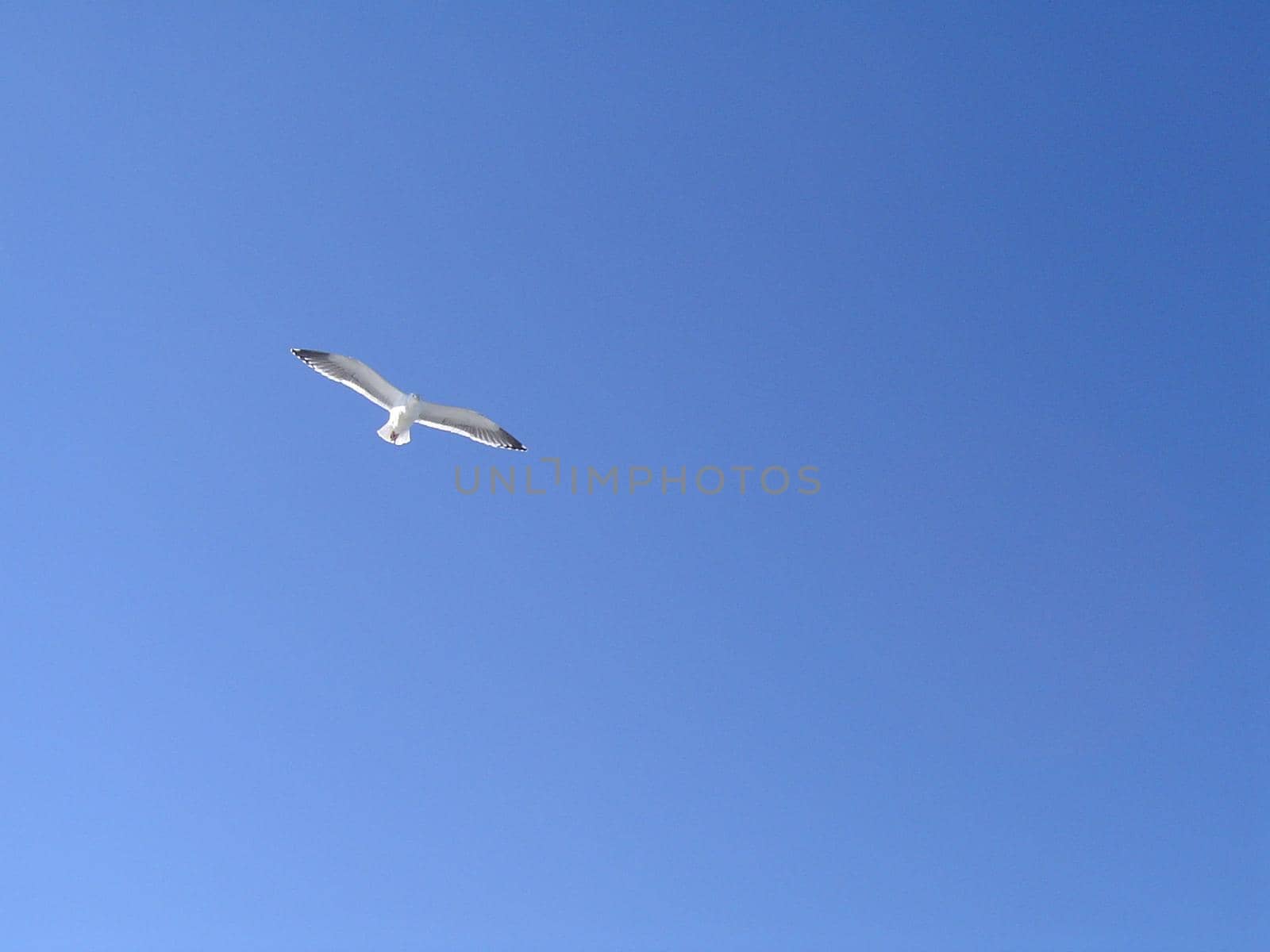 blue sky and coastal birds