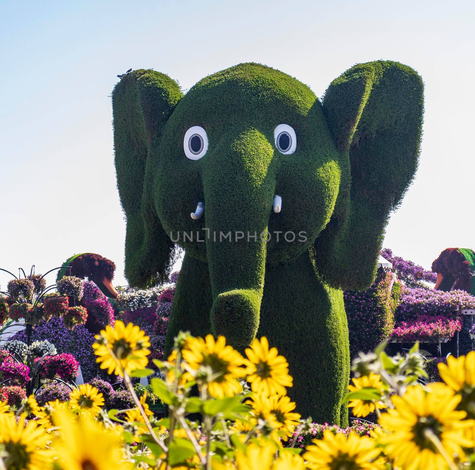 Dubai, UAE - 03.06.2020 Flower and landscaping installations in Dubai miracle garden.