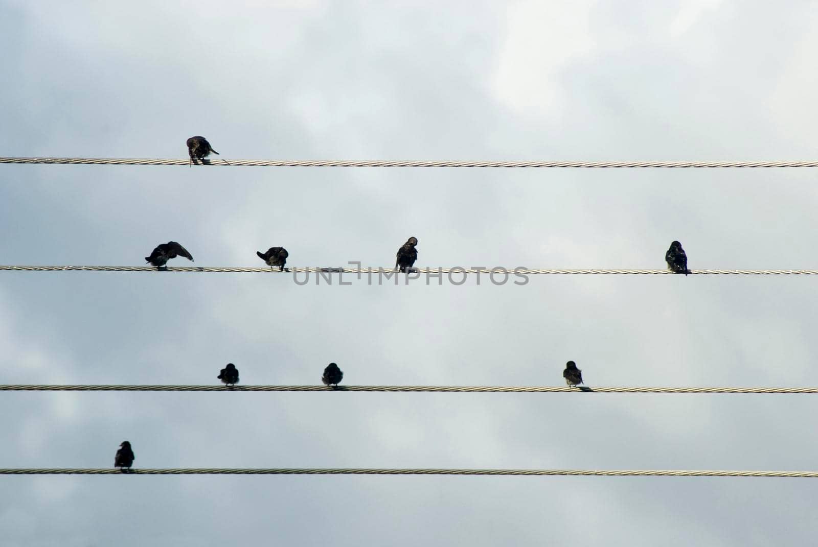Flock of birds perched overhead on electricity cables against a cloudy sky resting ad grooming themselves
