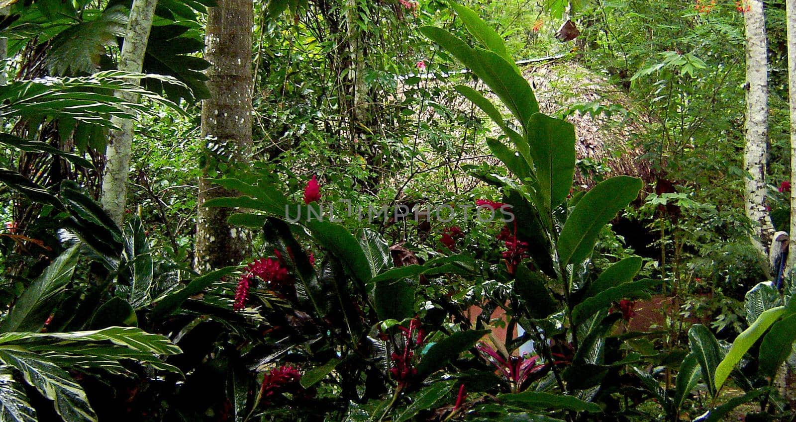 a traditonal wood cabin nestled in a tropical glade and hidden by lush rainforest plants