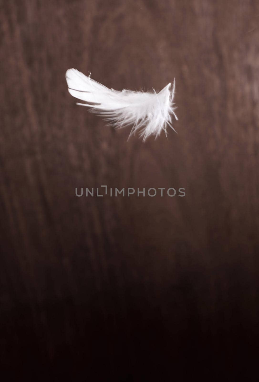 Feather floating against dark wooden background by sanisra