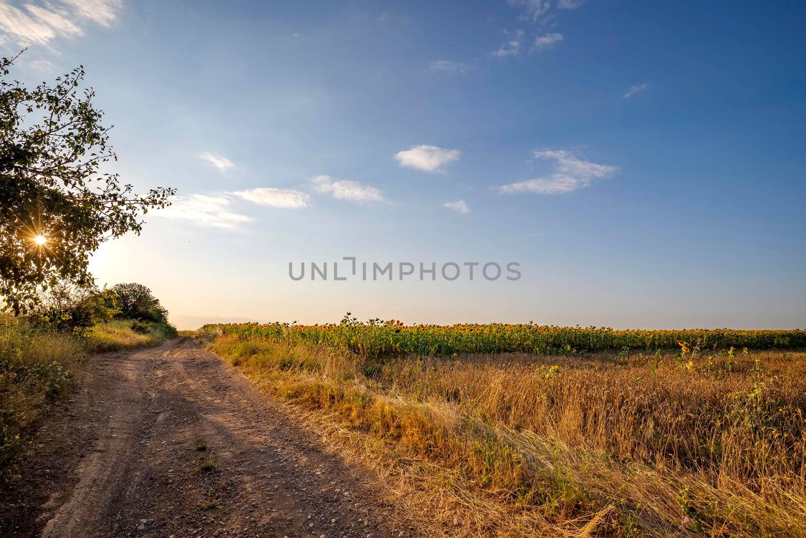 Sun between the branches of the country road at the and of a day