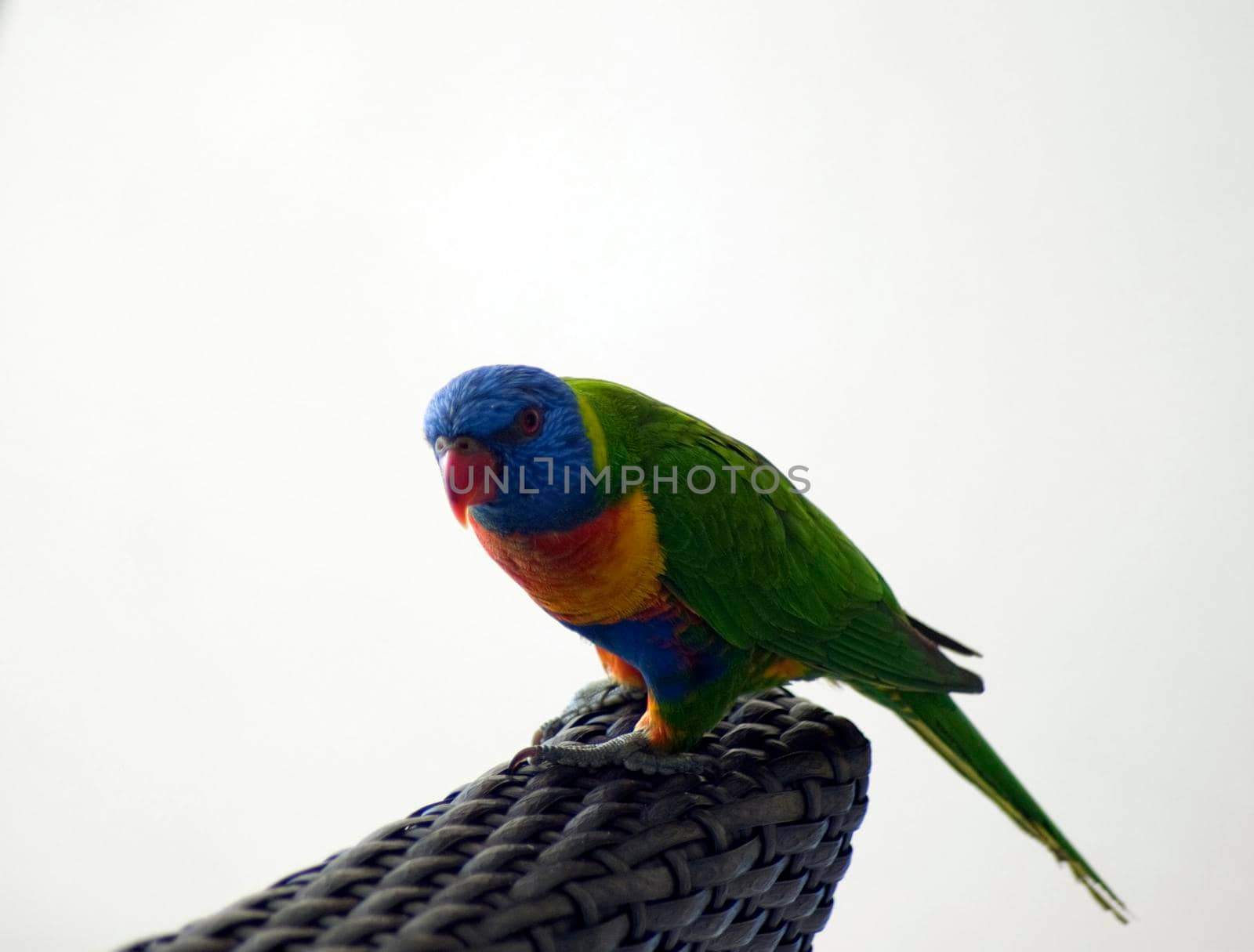 Colourful Australian rainbow lorikeet perched on the back of a wicker chair against a white background