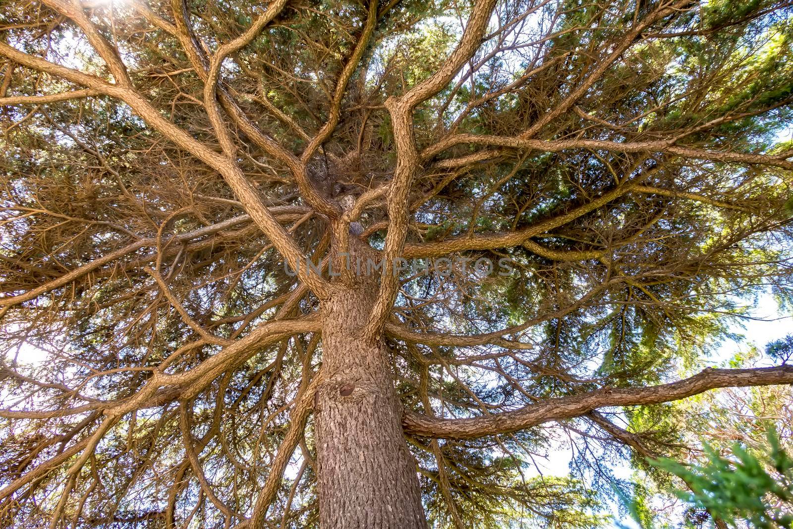 Many twisting branches of a tree, Horizontal view